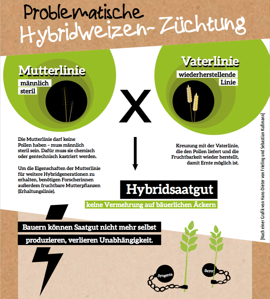 Hybridsaatgut-Züchtung Hybridsaatgut-Züchtung