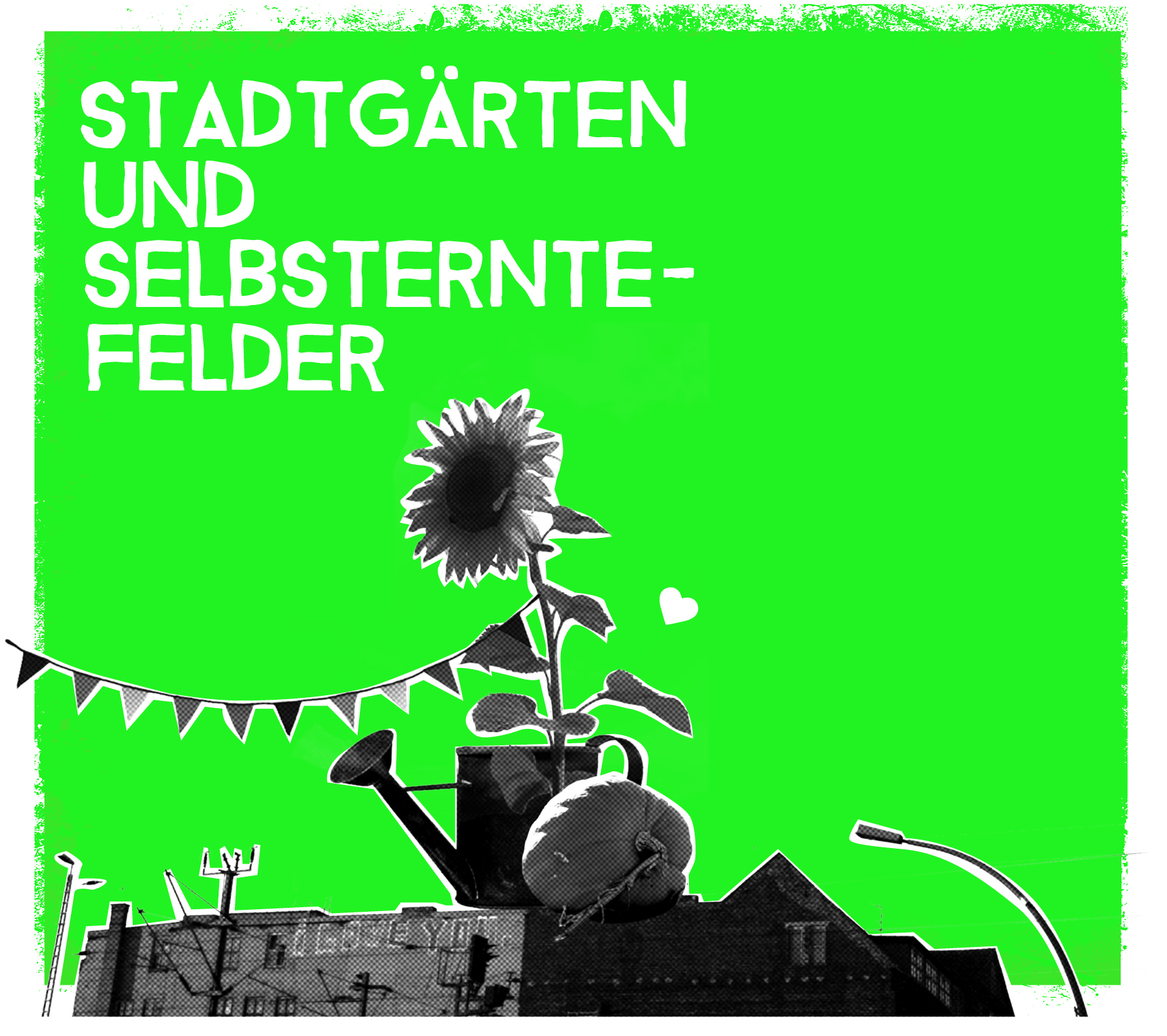 Sonenblume in Gießkanne: Lebensmittel selbst anbauen