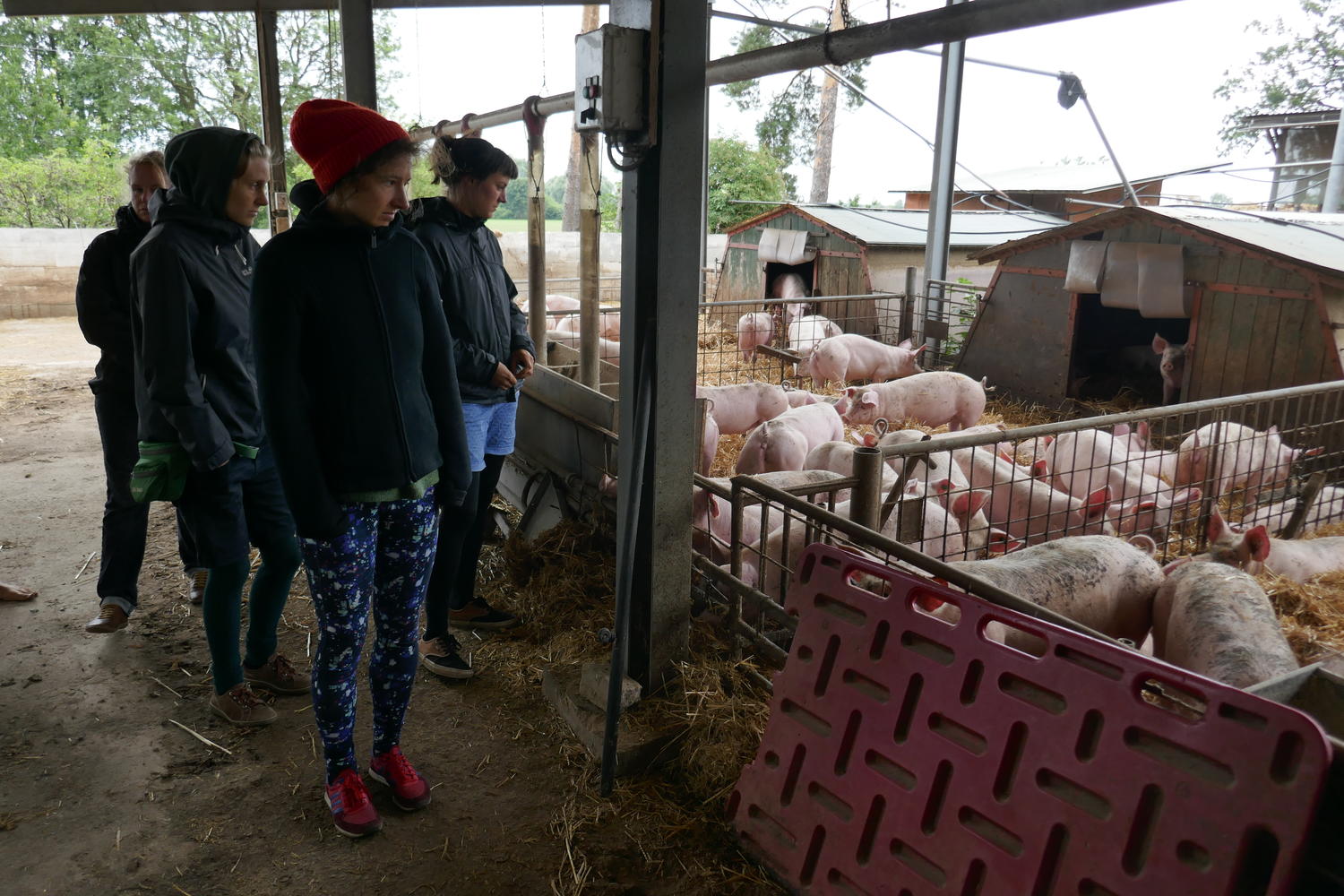 Besichtigung_Schweinehaltung Besichtigung_Schweinehaltung