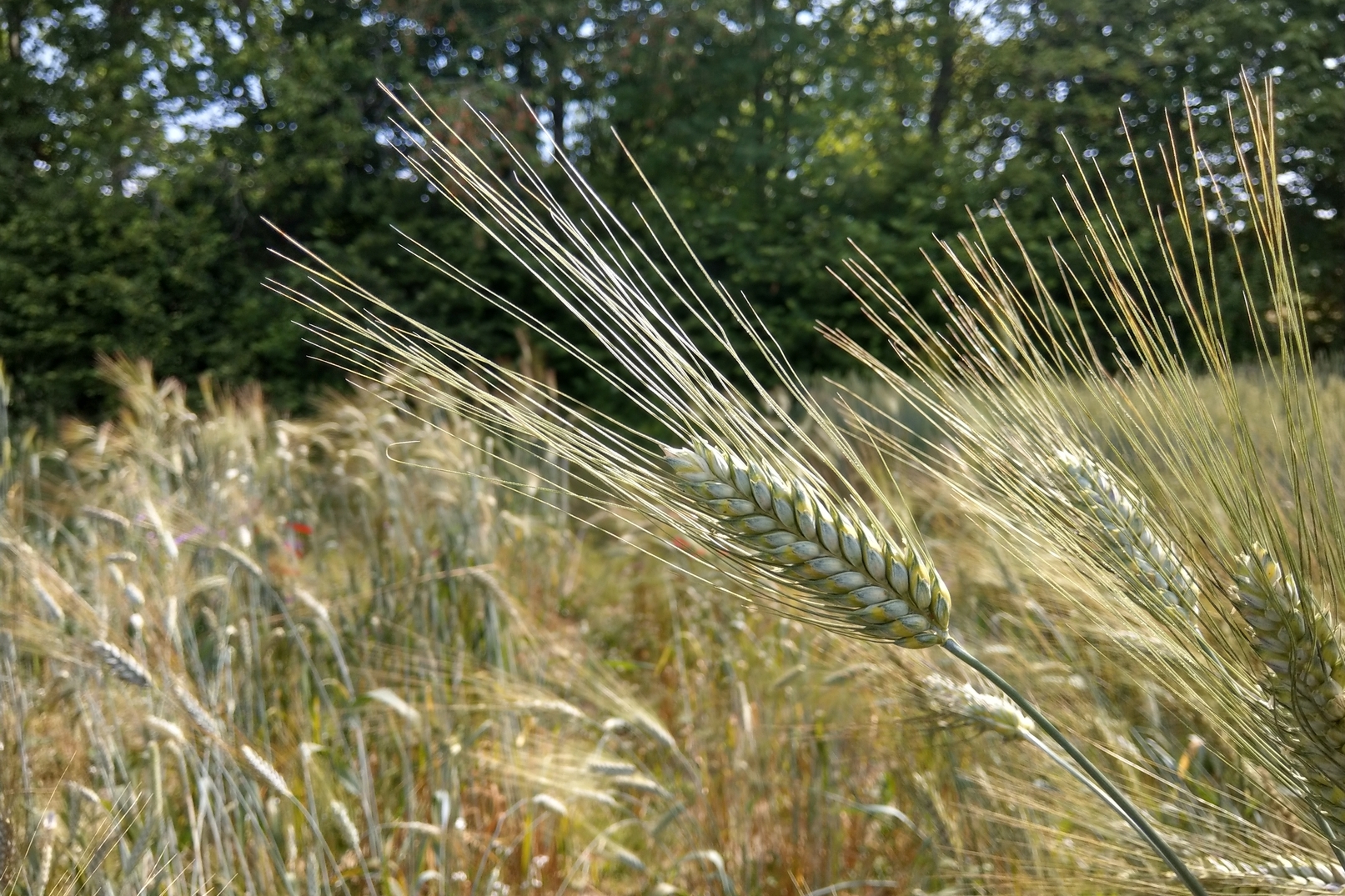 SI1-Hartweizenkreuzung 2019 (2)