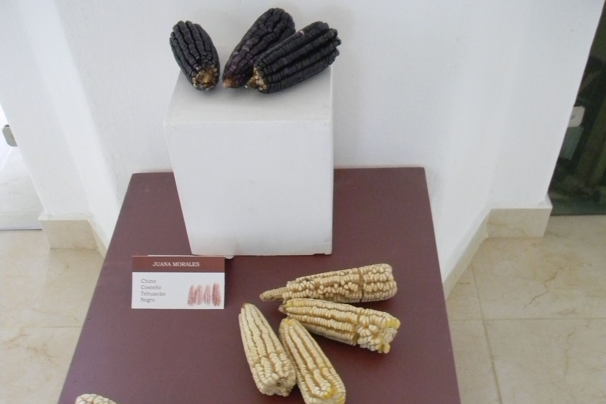 Regmaiz 3 - Maices nativos mejorads Regmaiz 3 - Maices nativos mejorads