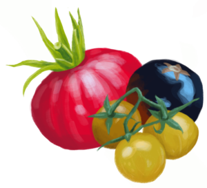 AA-Saatgut-Tomate-FUmland-RGB