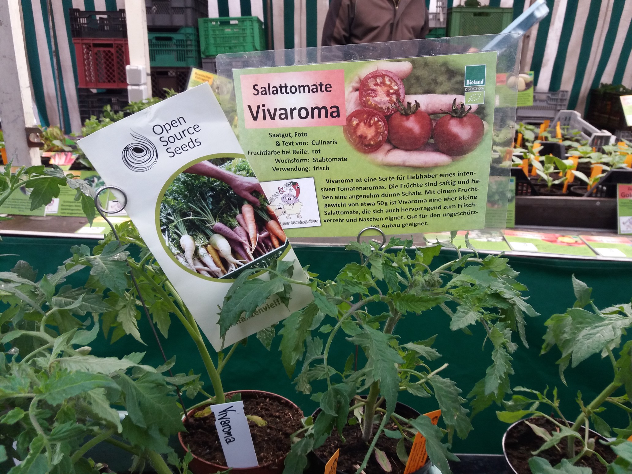 Tomaten Jungfplanzenverkauf der Gärtnerei Knofi&so in Witzenhausen