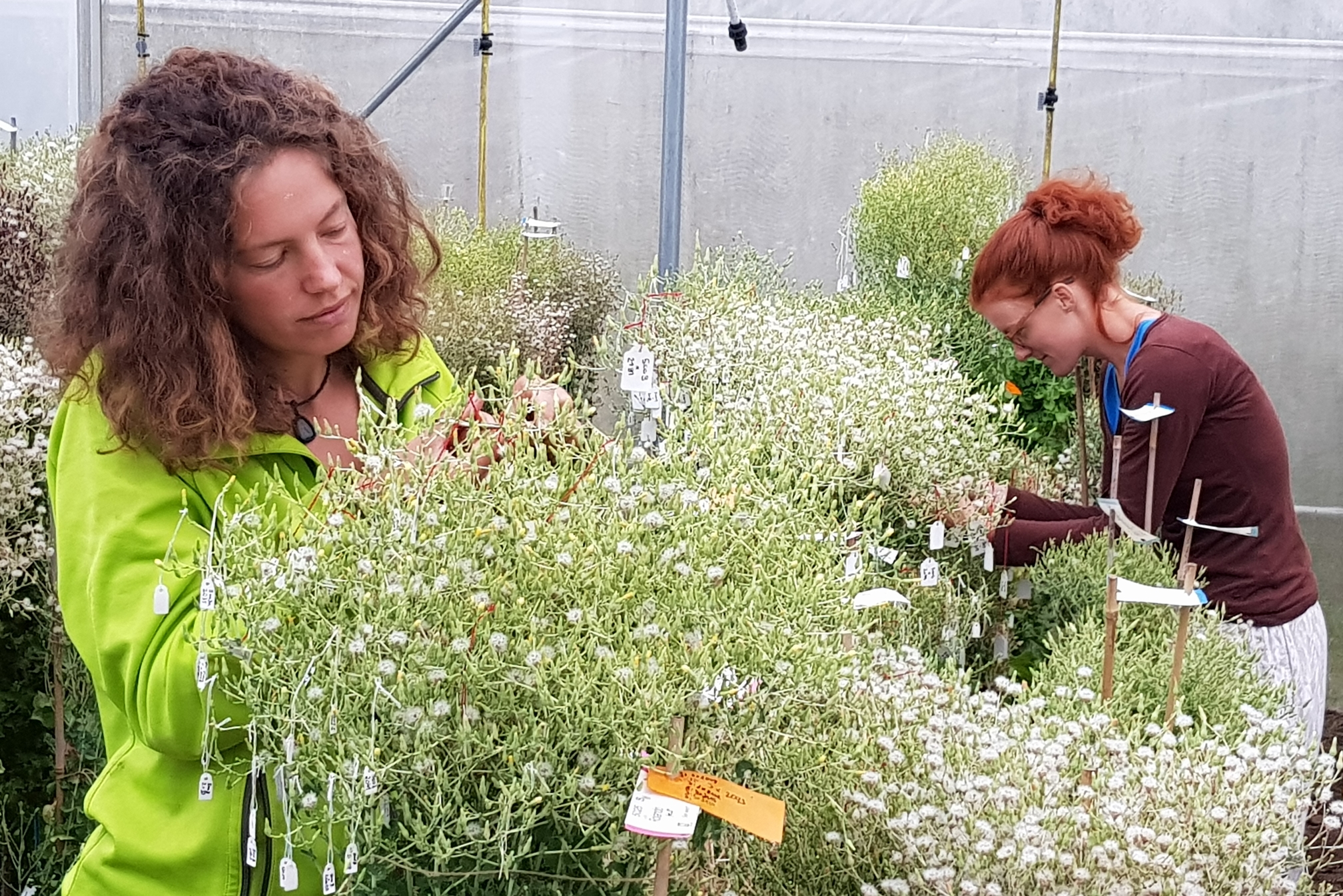 Mit vereinten Gärten - Ernte der Samen verschiedener Kreuzungen bei Sativa in Rheinau CH