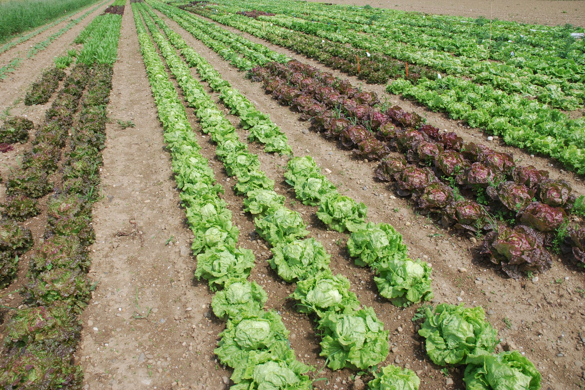 Mit vereinten Gärten - Salat Freiland Parzellen