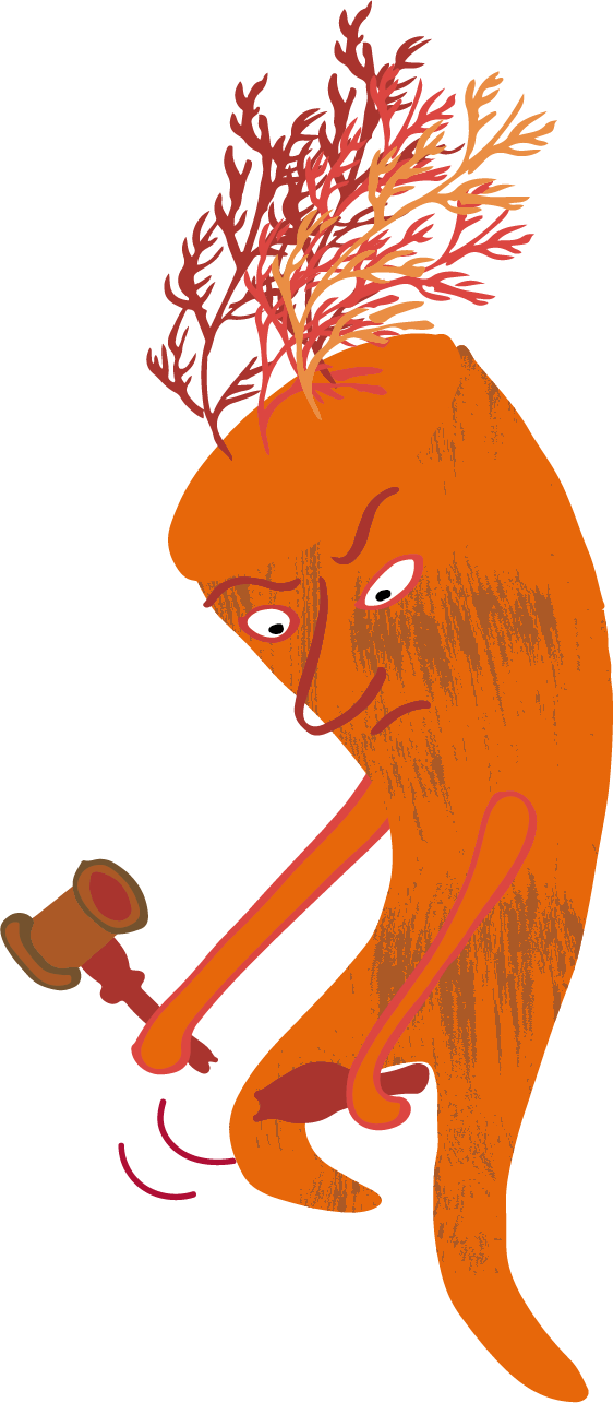 Orange Möhre