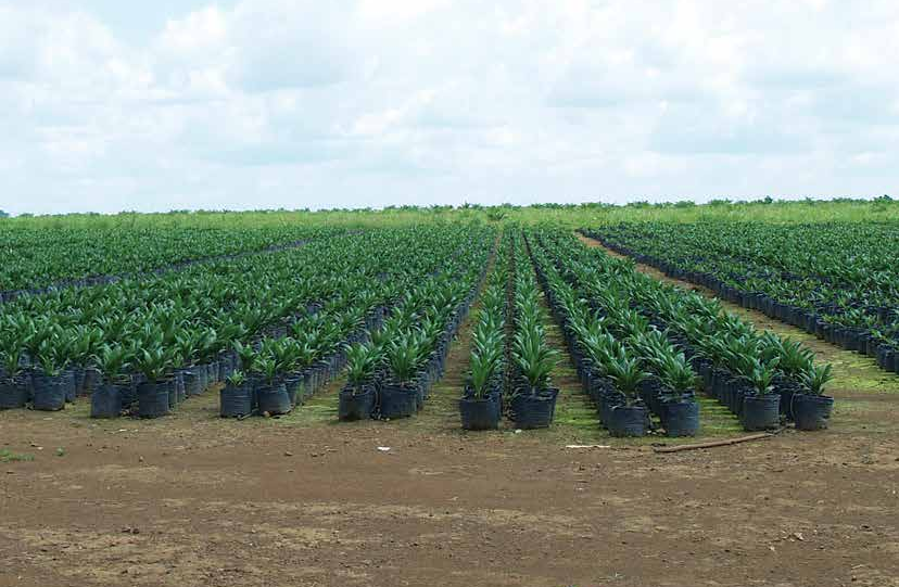 Green-Scenery-Who-is-benefitting Green-Scenery-Who-is-benefitting