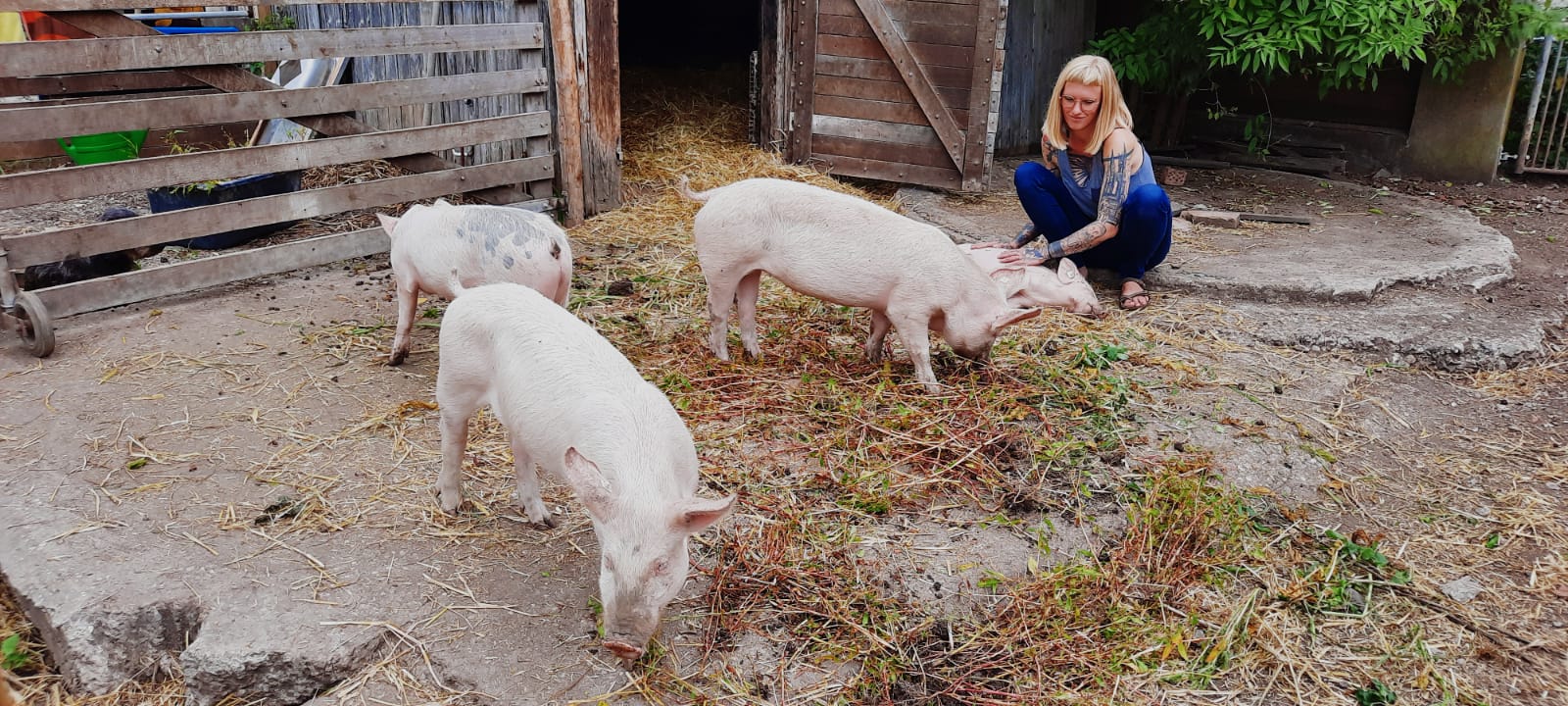 Schweine auf der Krachmachermühle