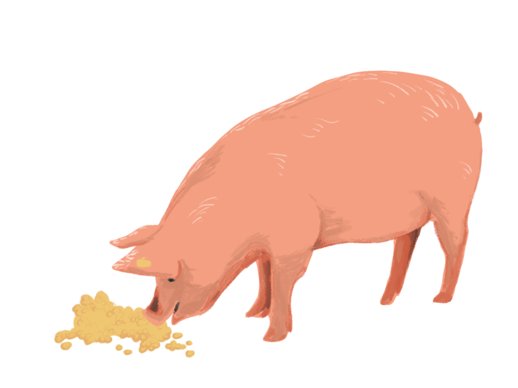 Schwein-Graphik Schwein-Graphik