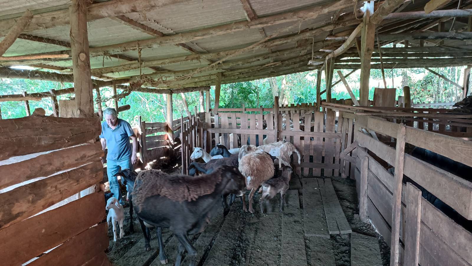 Initiative Landlosenbewegung Schafe im Stall