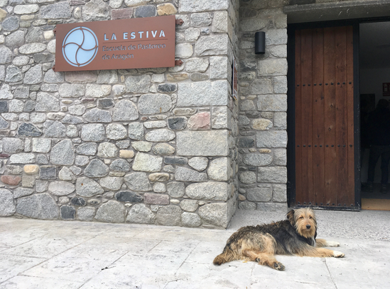 Zacarías' treuer Hirtenhund vor dem Eingang zur Schule