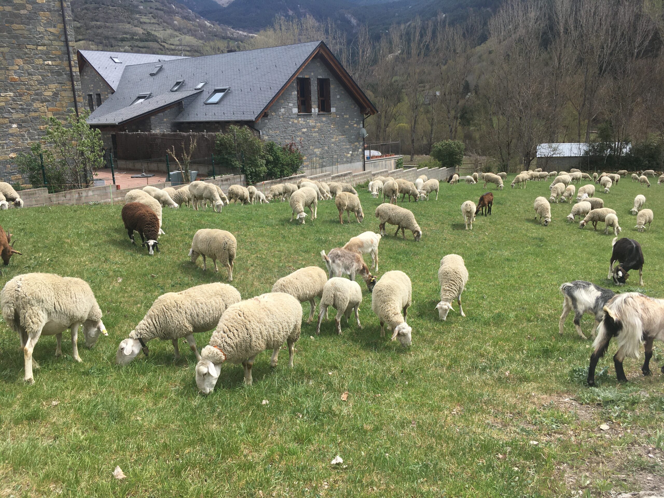 Eine Schafsherde im Ort Plan