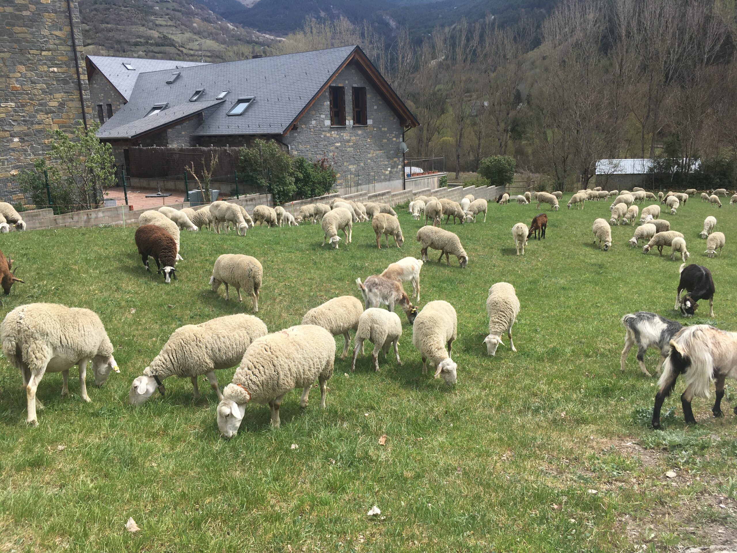 Eine Schafherde auf grüner Wiese - extensive Tierhaltung