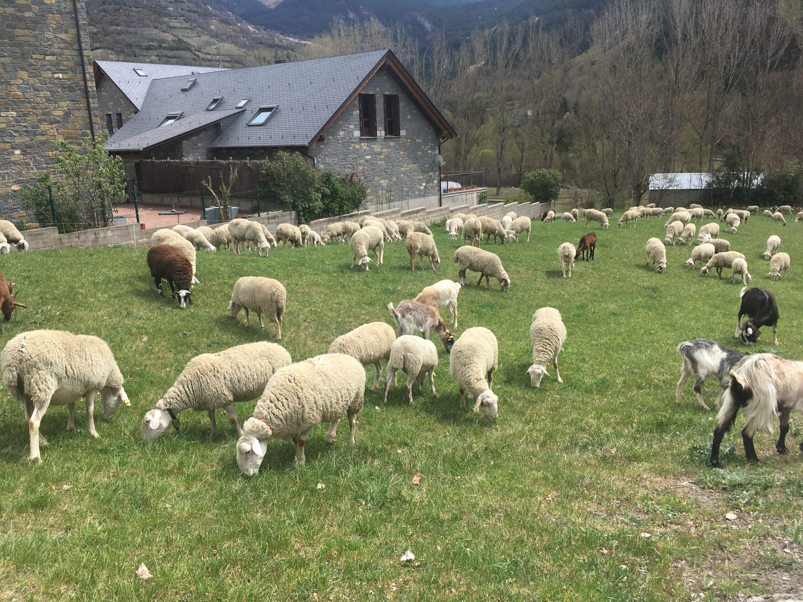 Eine Schafherde auf grüner Wiese