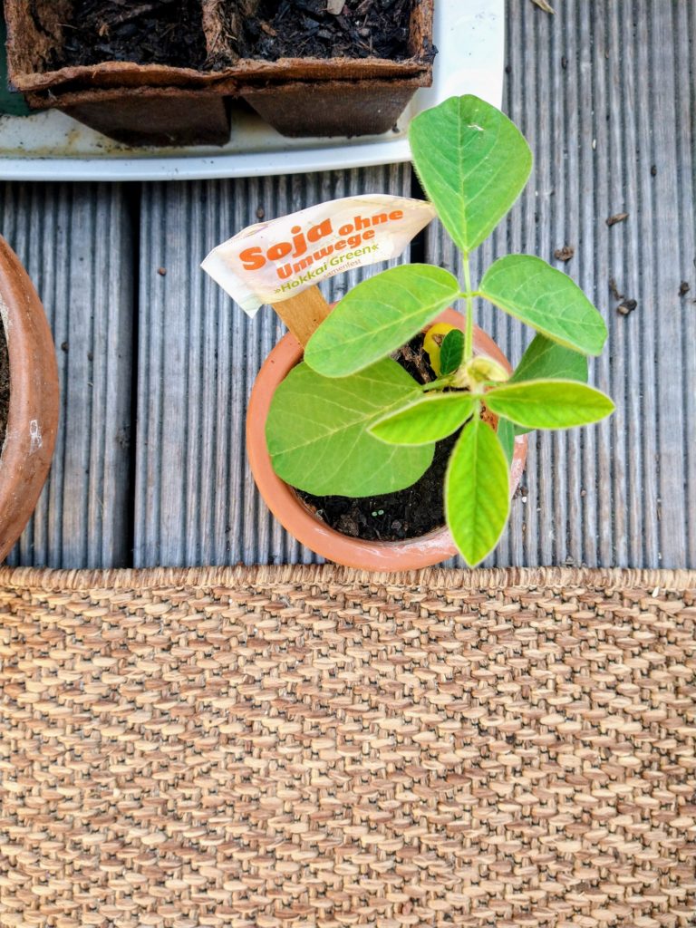 Selbst gesätes Soja in Deutschland auf dem Balkon.