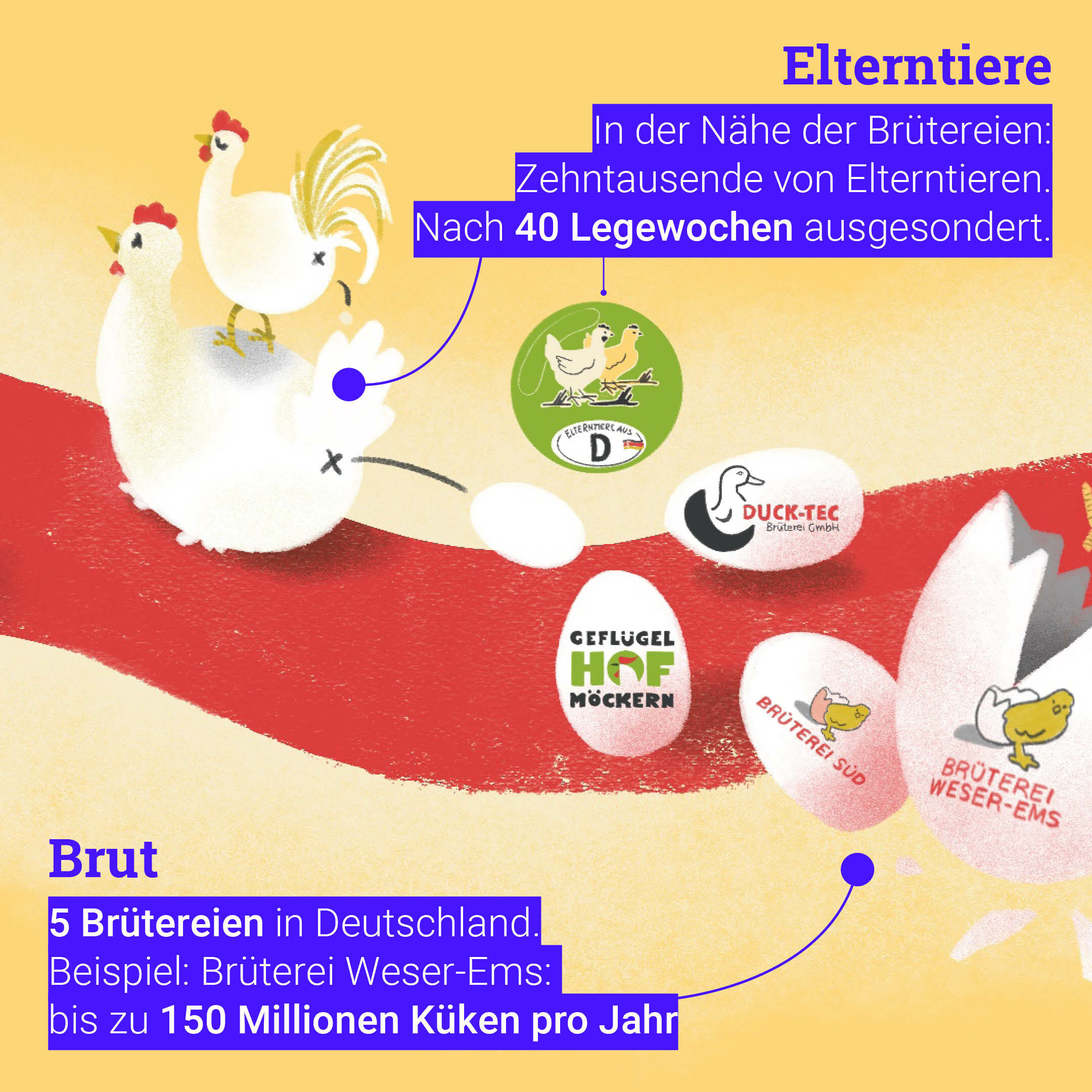PHW Hühnerhaltung Elterntiere Infografik