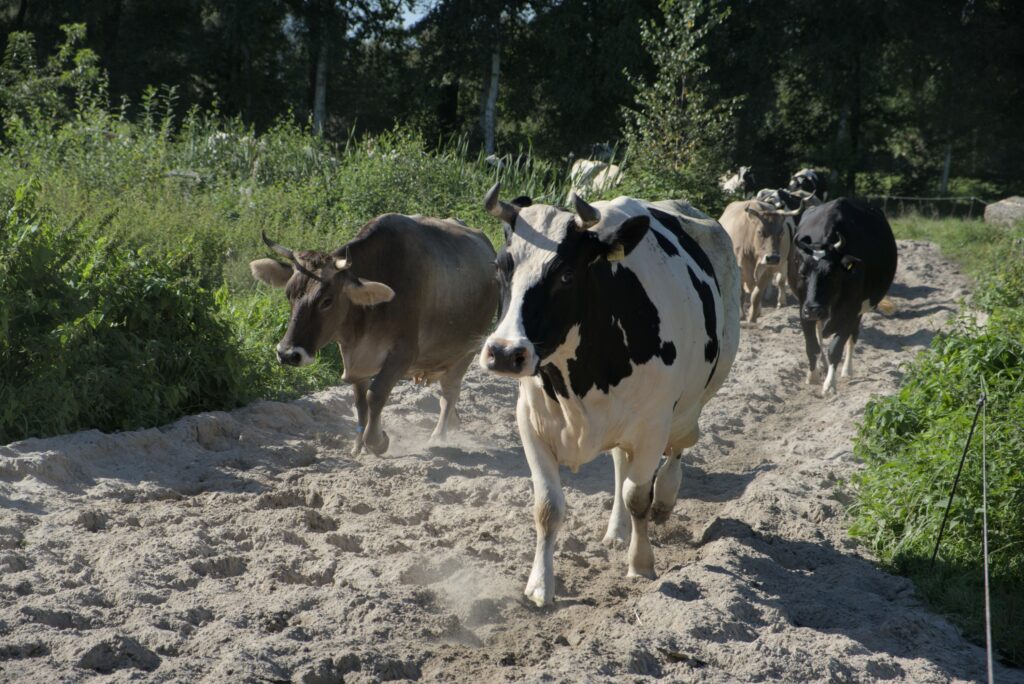 Kühe im Freiland - Aktionsradtour 2023