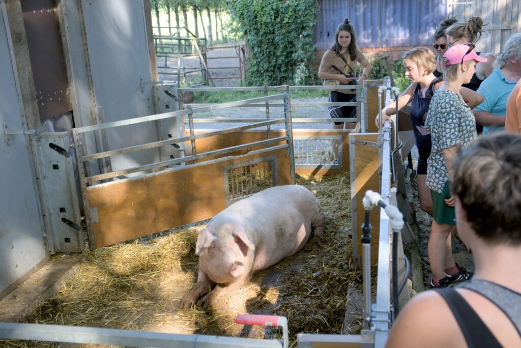Schwein in Arche Wilhelminenhof- Aktionsradtour 2023