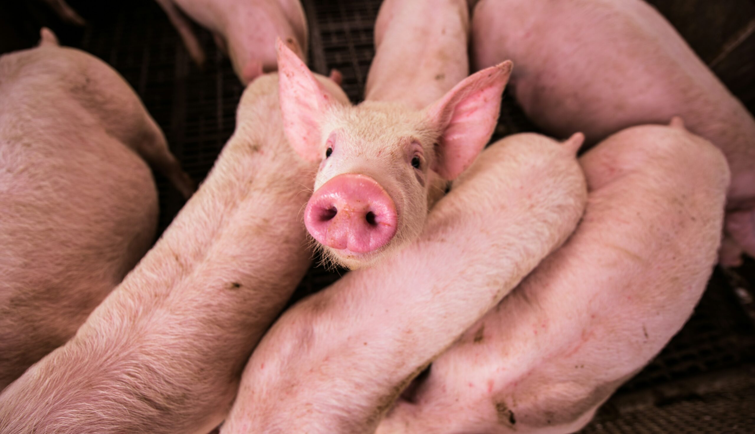 Schwein schaut aus einer Schweinemenge nach oben