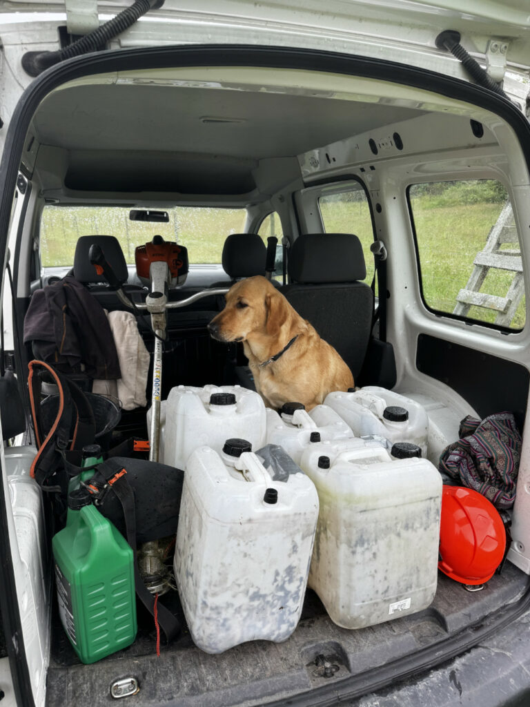 Hund sitzt mit Wasserkanistern im Auto