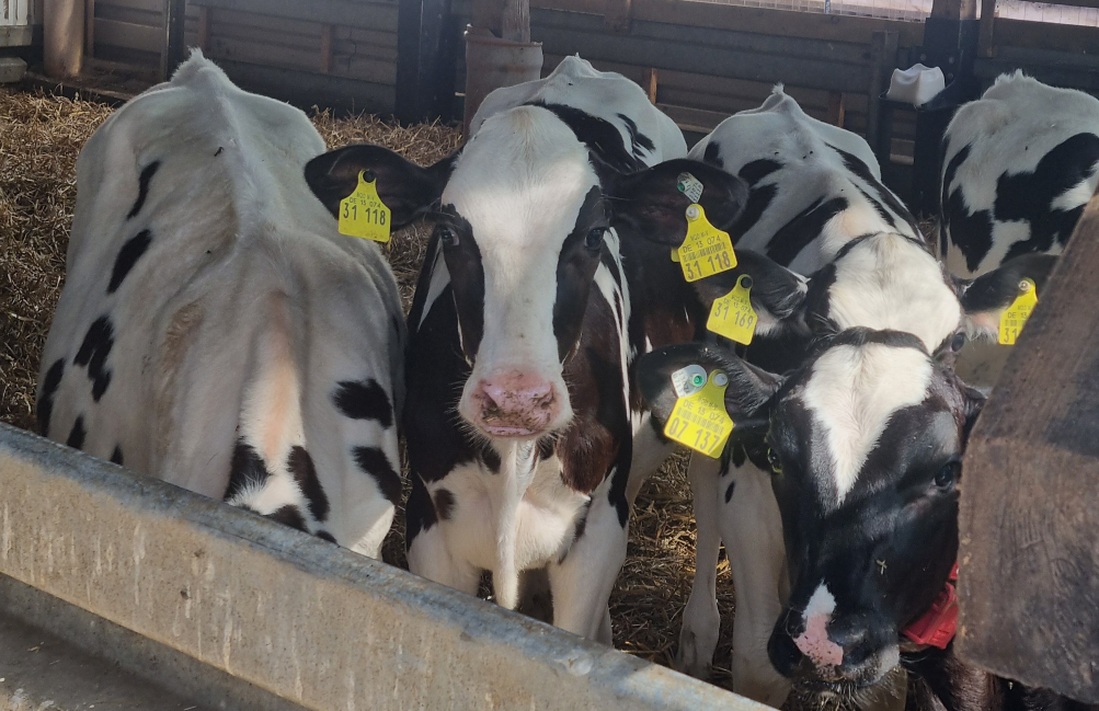 Und junge Holstein-Milchkühe